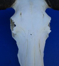 15-3/4 inches wide Authentic Black Wildebeest Skull for Sale (rough area on horns; repair putty) - Buy this one for $89.99