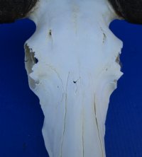 15-3/4 inches wide Authentic Black Wildebeest Skull for $89.99
