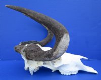 15-3/4 inches wide Authentic Black Wildebeest Skull for Sale (rough area on horns; repair putty) - Buy this one for $89.99