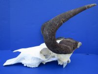 15-3/4 inches wide Authentic Black Wildebeest Skull for Sale (rough area on horns; repair putty) - Buy this one for $89.99