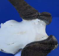 15-3/4 inches wide Authentic Black Wildebeest Skull for $89.99