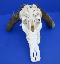 15-3/4 inches wide Authentic Black Wildebeest Skull for Sale (rough area on horns; repair putty) - Buy this one for $89.99