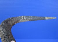 15-3/4 inches wide Authentic Black Wildebeest Skull for Sale (rough area on horns; repair putty) - Buy this one for $89.99