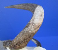 15-3/4 inches wide Authentic Black Wildebeest Skull for Sale (rough area on horns; repair putty) - Buy this one for $89.99