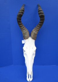 <font color=red> Large Male</font> Red Hartebeest Skull  with19-1/4 and 19-3/4 inches Horns - Buy this one for $119.99