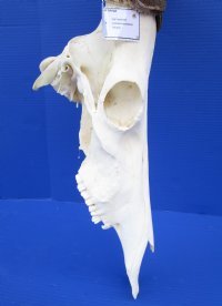 <font color=red> Large Male</font> Red Hartebeest Skull  with19-1/4 and 19-3/4 inches Horns - Buy this one for $119.99