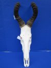 Male Red Hartebeest Skull with 16-3/4 and 17-1/4 inches Horns (couple small holes) - Buy this one for $99.99