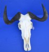 15-1/4 inches wide African Black Wildebeest Skull and Horns for Sale - Buy this one for $99.99