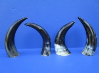 4 Polished Buffalo Horns for Sale, 9-3/4 to 12 inches, Stands Without Support - Buy these for $7.50 each