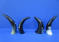 4 Polished Buffalo Horns for Sale, 9-3/4 to 12 inches, Stands Without Support - Buy these for $7.50 each
