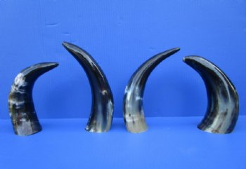 4 Polished Buffalo Horns for Sale, 10-1/2 to 11-1/4, Stands without Support - Buy these for $7.50 each
