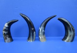 4 Polished Buffalo Horns for Sale, 10-1/2 to 11-1/4, Stands without Support - Buy these for $7.50 each