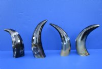 4 Polished Buffalo Horns for Sale, 10-1/2 to 11-1/4, Stands without Support - Buy these for $7.50 each