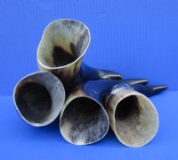 4 Polished Buffalo Horns for Sale, 10-1/2 to 11-1/4, Stands without Support - Buy these for $7.50 each