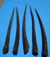 5 Large African Gemsbok Horns, Oryx Horns for Sale, 35-1/4 to 40-3/4 inches long - Buy these 5 for $23.00 each