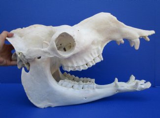 Camel Skulls