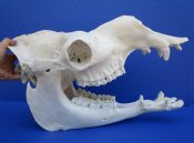 Camel Skulls