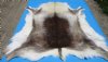 52 by 48 inches Large Gorgeous Finland Reindeer Skin, Hide, Fur for Sale - Buy this one for $154.99