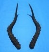 2 African Impala Antelope Horns for Sale 19-1/4 and 19-1/2 inches (1 right, 1 left) - Buy these 2 for $20.00 each