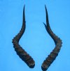 2 African Impala Antelope Horns for Sale 21 and 19-1/2 inches (1 right, 1 left) - Buy these 2 for $20.00 each