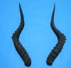 2 African Impala Antelope Horns for Sale 18-3/4 and 19-1/4 inches (1 right, 1 left) - Buy these 2 for $20.00 each