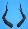 2 African Impala Horns for Sale 19 and 20-1/4 inches (1 right, 1 left) - Buy these 2 for $20.00 each