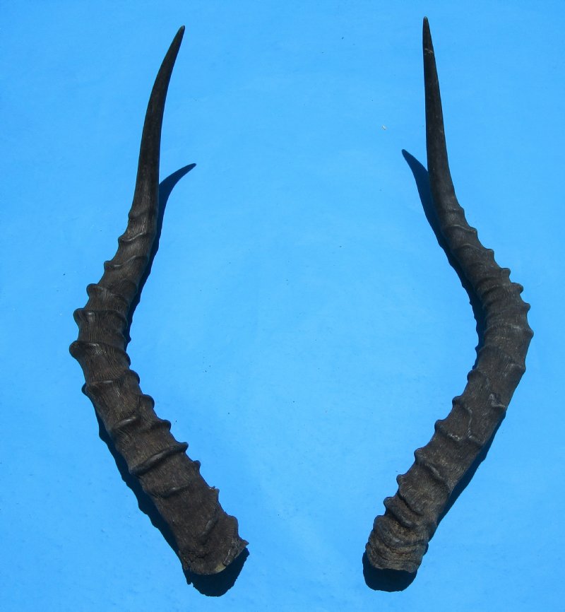 2 African Impala Horns for Sale 193/4 and 21 inches (1 right, 1 left)