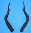 2 African Impala Horns for Sale 19-3/4 and 21 inches (1 right, 1 left) - Buy these 2 for $20.00 each