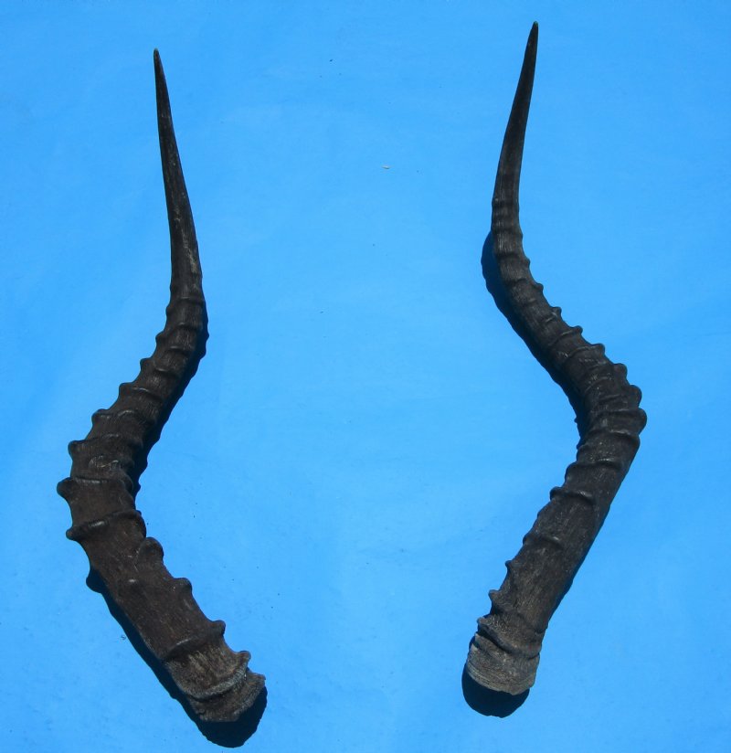 2 African Impala Horns for Sale 201/2 and 211/2 inches (1 right, 1 left)
