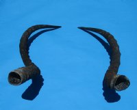 2 African Impala Horns for Sale 20-1/2 and 21-1/2 inches (1 right, 1 left)  - You are buying these 2 for $20.00 each