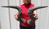 Two Single Male Red Hartebeest Horns for Sale 20-3/4 and 20-1/4 (1 right, 1 left) - Buy these 2 for $17.50 each