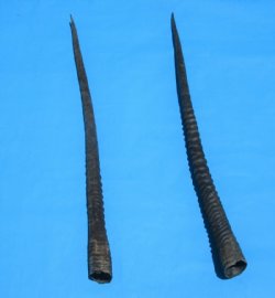 2 Large African Oryx Horns, Gemsbok Horns for Sale 36-7/8 and 35-7/8 inches - Buy these 2 for $33.00 each