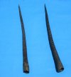 2 Large African Oryx Horns, Gemsbok Horns for Sale 36-7/8 and 35-7/8 inches - Buy these 2 for $33.00 each