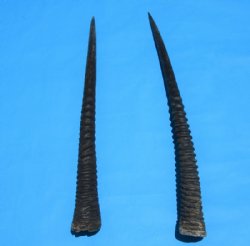 2 African Gemsbok Horns, Oryx Hons for Sale 31-1/2 and 32-3/4 inches long - Buy these for $30.00 each
