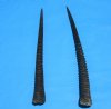 2 African Gemsbok Horns, Oryx Hons for Sale 31-1/2 and 32-3/4 inches long - Buy these for $30.00 each