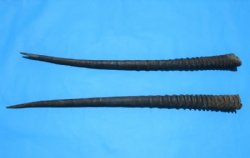 2 African Oryx Horns, Gemsbok Horns for Sale 32-7/8 and 33-1/8 inches long - Buy these 2 for $30.00 each