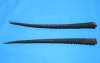 2 African Oryx Horns, Gemsbok Horns for Sale 32-7/8 and 33-1/8 inches long - Buy these 2 for $30.00 each
