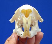 Groundhog Skulls