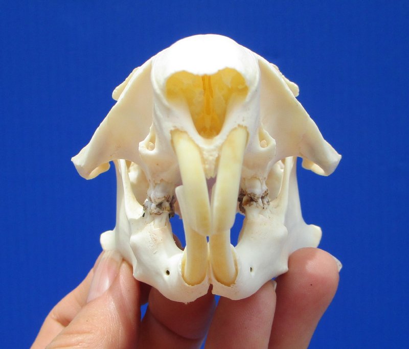 33/4 inches Real American Groundhog Skull, Woodchuck Skull for Sale