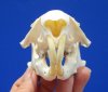 3-3/4 inches Real American Groundhog Skull for Sale, Woodchuck Skull - Buy this one for <font color=red> $34.99</font> (Plus $7.50 First Class Mail)