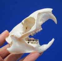 3-3/4 inches Real American Groundhog Skull for Sale, Woodchuck Skull for $36.99