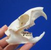 3 to 4 inches Real North American Groundhog Skulls, Woodchuck Skulls <font color=red> Wholesale</font> - Pack of 4 @ $26.00 each; Pack of 5 @ $23.00 each
