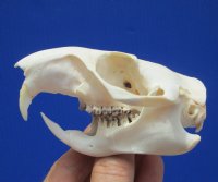 3-3/4 inches Real American Groundhog Skull for Sale, Woodchuck Skull for $36.99