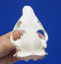 3-3/4 inches Real American Groundhog Skull for Sale, Woodchuck Skull for $36.99
