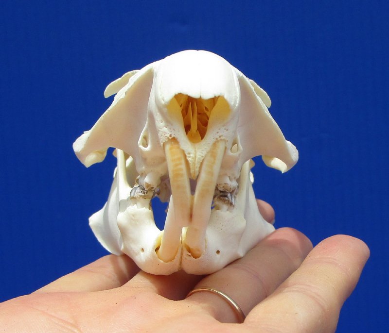 35/8 inches North American Groundhog Skull 34.99