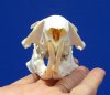 3-5/8 inches North American Groundhog Skull for Sale, Woodchuck Skull - Buy this one for <font color=red> $34.99</font> (Plus $7.50 First Class Mail)