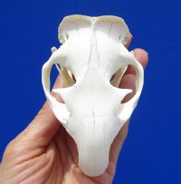 3-5/8 inches North American Groundhog Skull for Sale, Woodchuck Skull  for $36.99