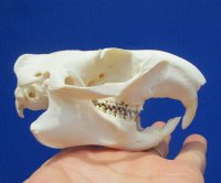3-5/8 inches North American Groundhog Skull for Sale, Woodchuck Skull  for $36.99