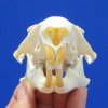 3-1/2 inches Authentic American Groundhog Skull, Woodchuck Skull for Sale - Buy this one for <font color=red> $34.99</font> (Plus $7.50 First Class Mail)