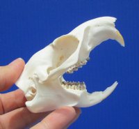 3-1/2 inches Authentic American Groundhog Skull, Woodchuck Skull for Sale for $36.99